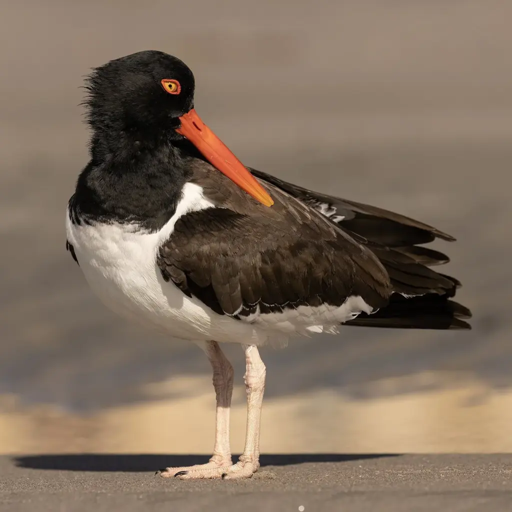 An American oystercatcher with a long orange bill standing on the sand at the water's edge