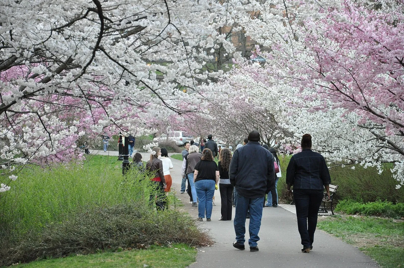Crowds walking a park path under white and pink cherry blossoms at Branch Brook Park in Newark, one of the best-loved spring events in NJ