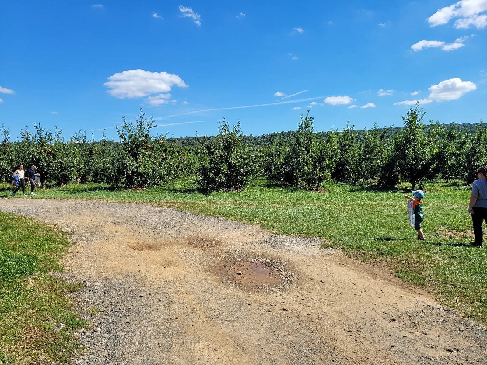 Families walking between rows of apple trees under a blue sky at Melick's, one of the pick-your-own farms in NJ