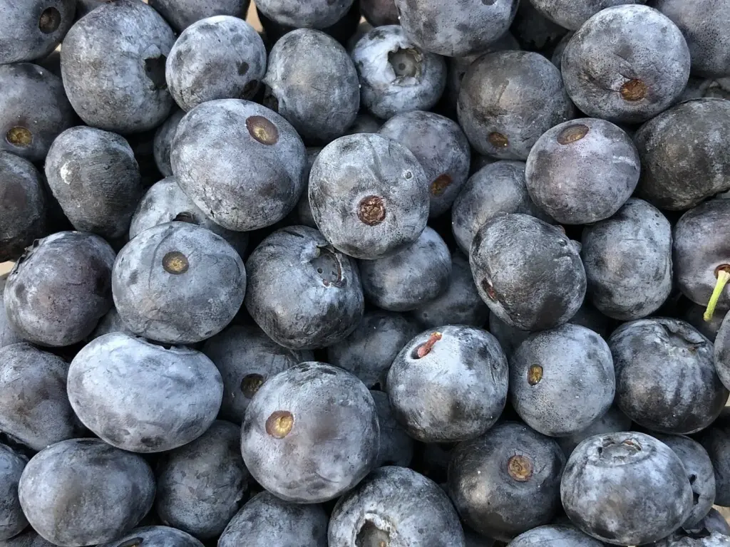 A close-up of plump, dusty-blue New Jersey blueberries from Hammonton