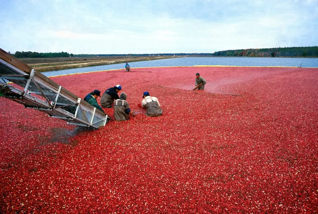 Workers in waders corralling a flooded bog full of floating red cranberries, with a conveyor carrying the berries out of the water