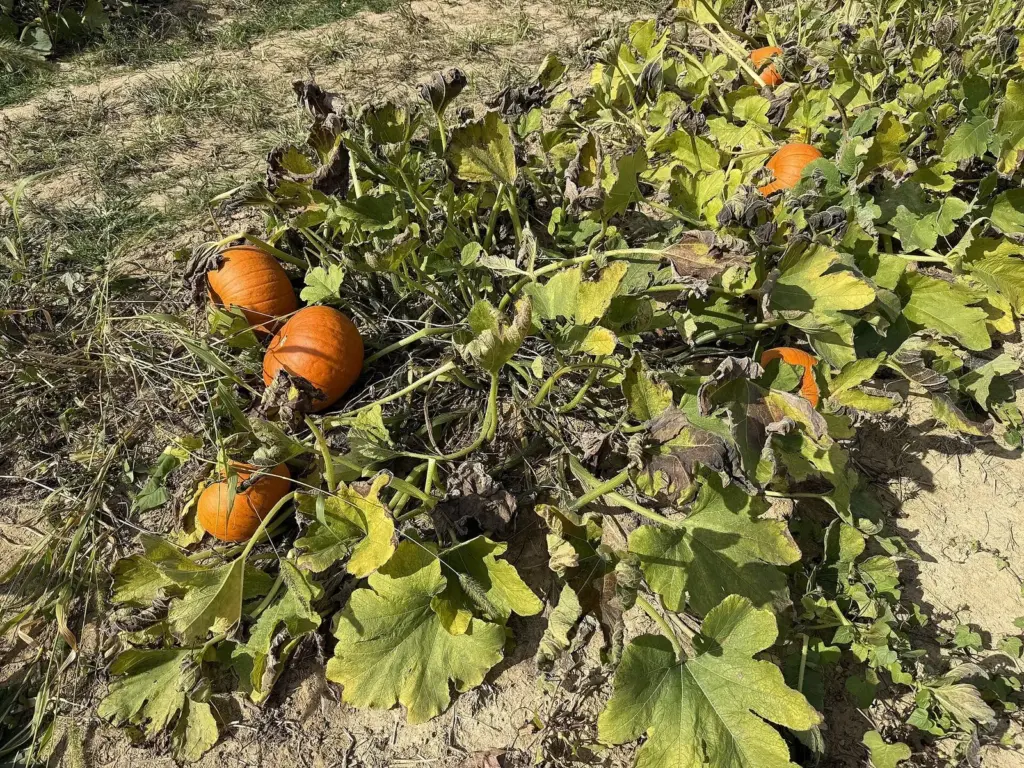 Orange pumpkins lying among green vines in a pick-your-own pumpkin patch in New Jersey