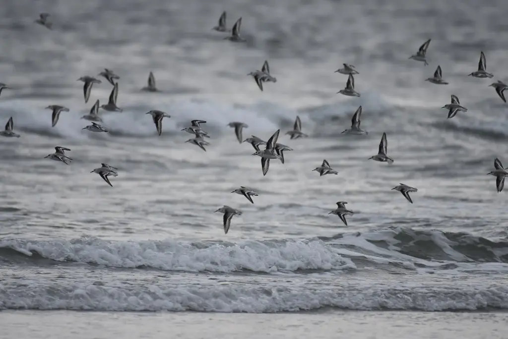 A flock of small sanderlings flying low over breaking waves at Stone Harbor Point