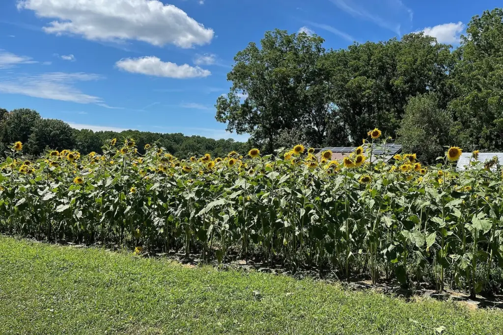 A long row of tall yellow sunflowers in bloom beside a farm field under a blue sky