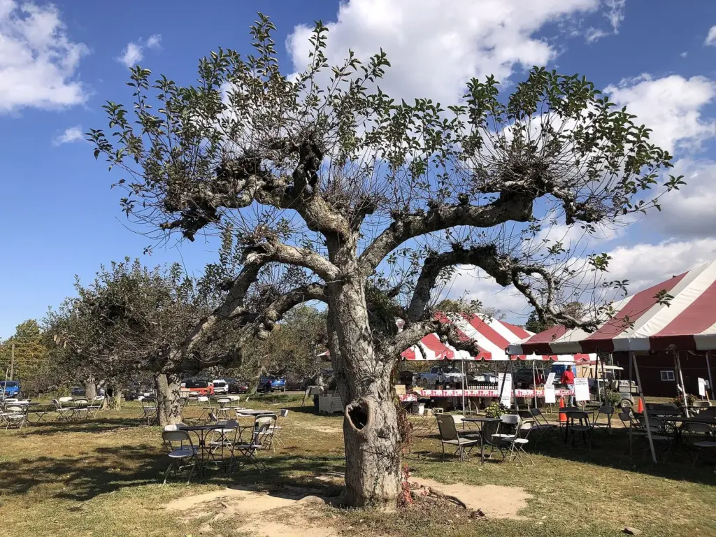 A gnarled old apple tree beside striped tents at Terhune Orchards near Princeton