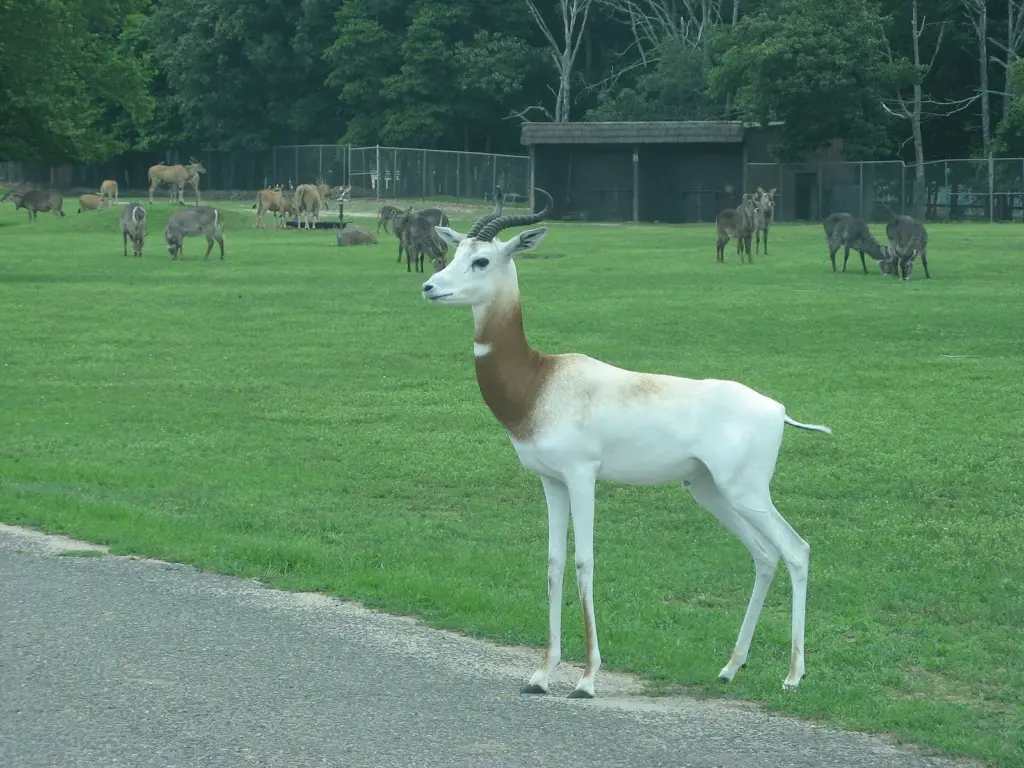 A white and tan gazelle with curved horns standing on grass beside a paved road, with a herd grazing behind it
