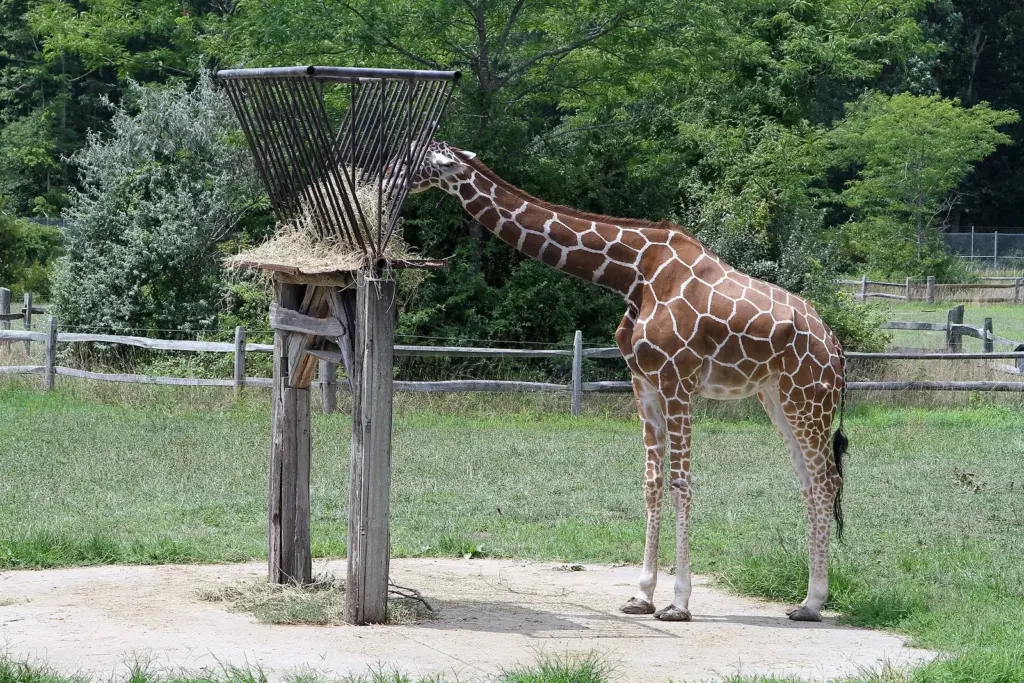 A reticulated giraffe eating hay from a tall wooden feeder in a grassy yard at the Cape May County Park and Zoo