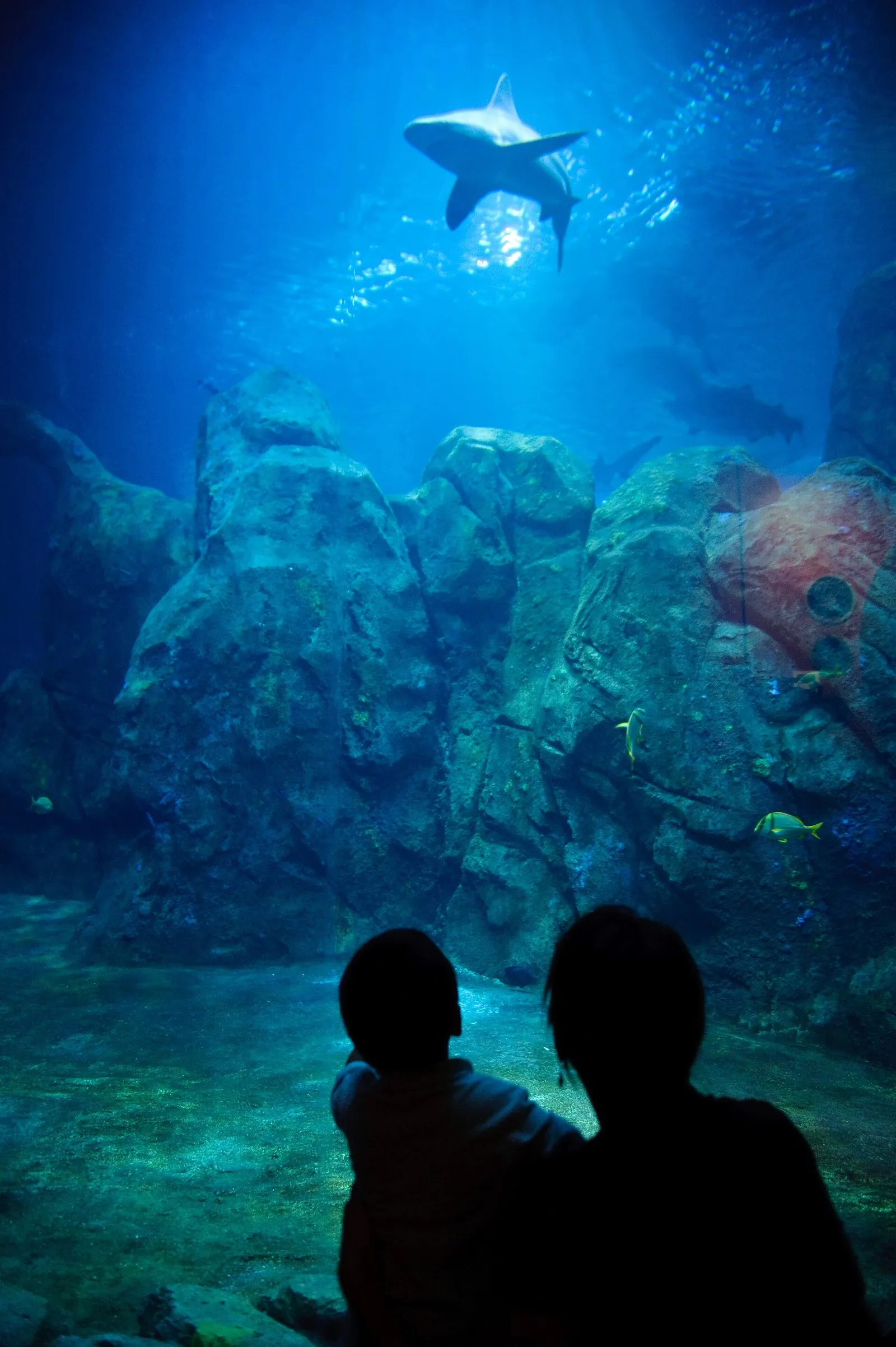 A parent and child silhouetted against a huge blue shark tank at Adventure Aquarium in Camden, one of the best things to do in NJ with kids
